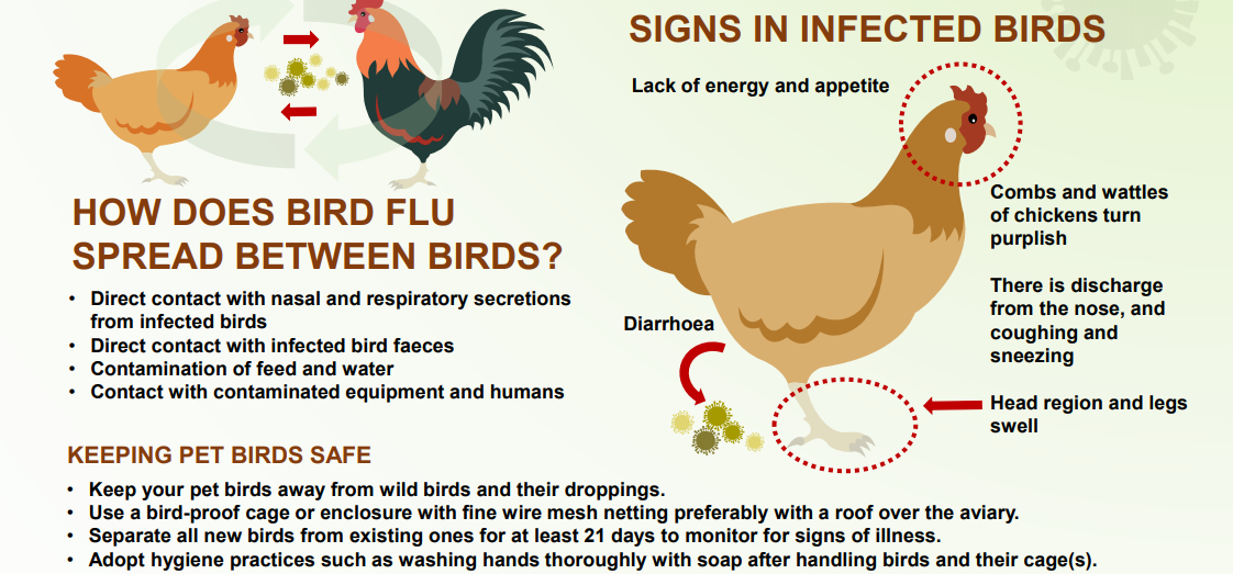 High alert to prevent Bird flu – Indian poultry banned