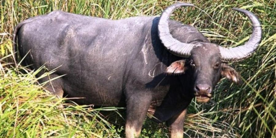 Buffalo gores elderly person to death  
