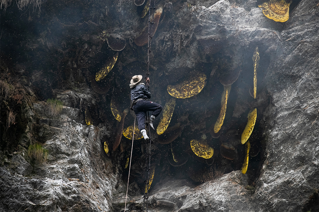 How Nepal’s cliff honey hunters are risking their lives