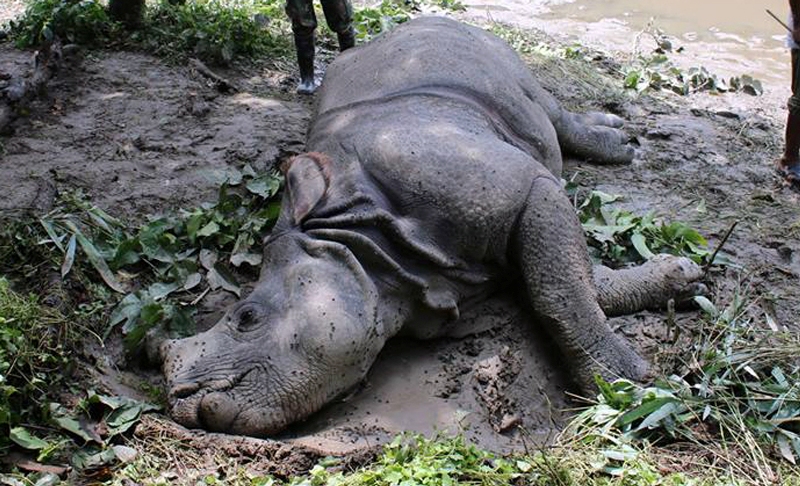 19 rhinos dead in first 6 months of current fiscal year