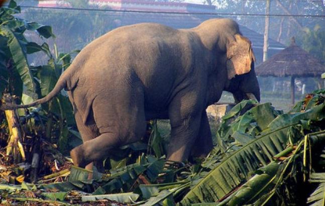Six killed in wild elephant attacks in five months in Jhapa