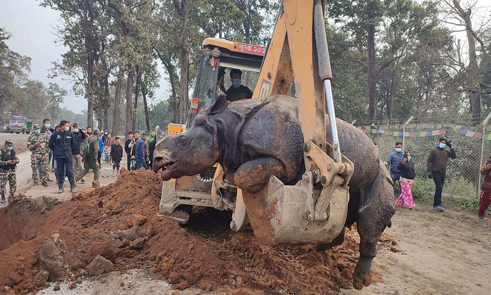Arrest warrant issued against construction company owner over death of rhino