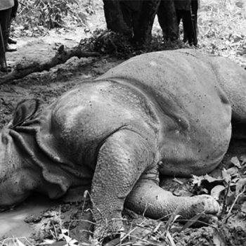 20 rhinos found dead in eight months