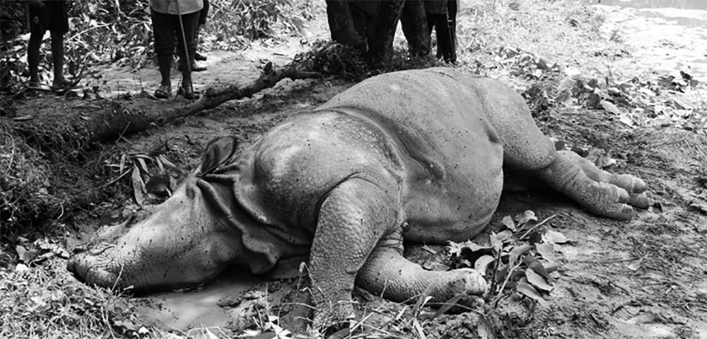 20 rhinos found dead in eight months