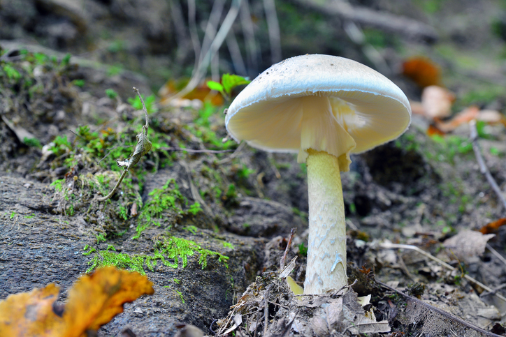 3 die, 16 fall sick after consuming wild mushroom in Makawanpur