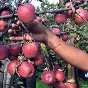 Apples worth Rs 500 million exported from Mustang