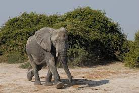 One killed in tusker attack