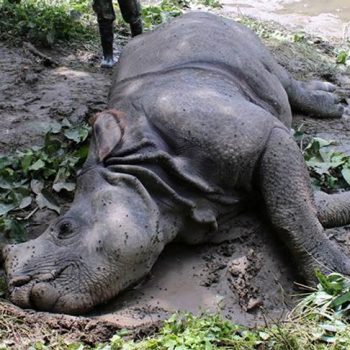 Tiger, rhino found dead in CNP