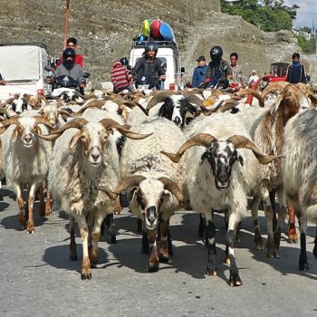 Goats and sheep worth over Rs 160 million sold during this Dashain in Jumla