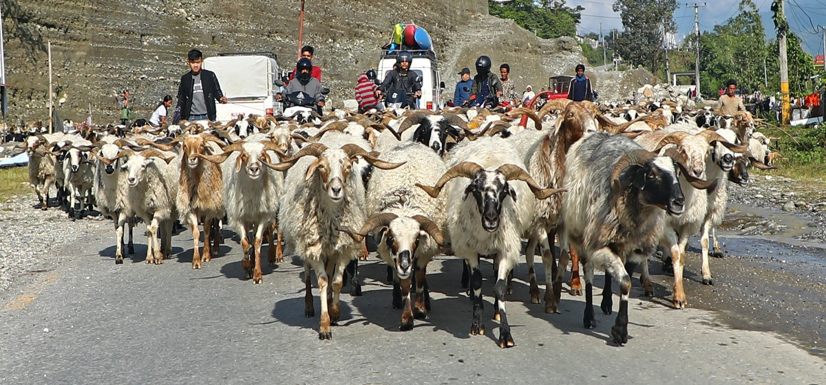 Wool of Himalayan goats being collected in Mustang for quality test