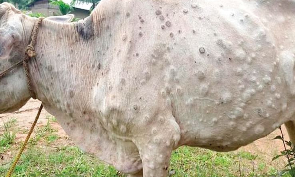 Lumpy skin claims over 2,000 cattle in Madhes Province
