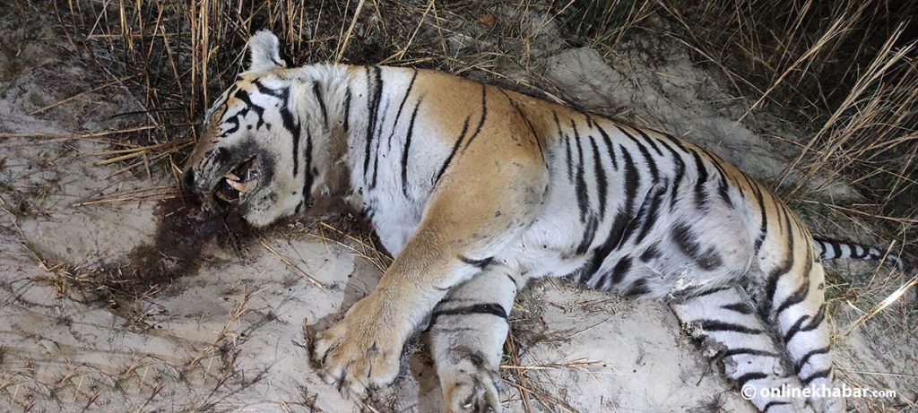 Tiger found buried