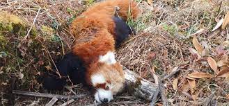 Female red panda found dead in Ilam