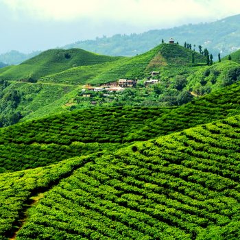 Tea export witnesses rise by 69 percent