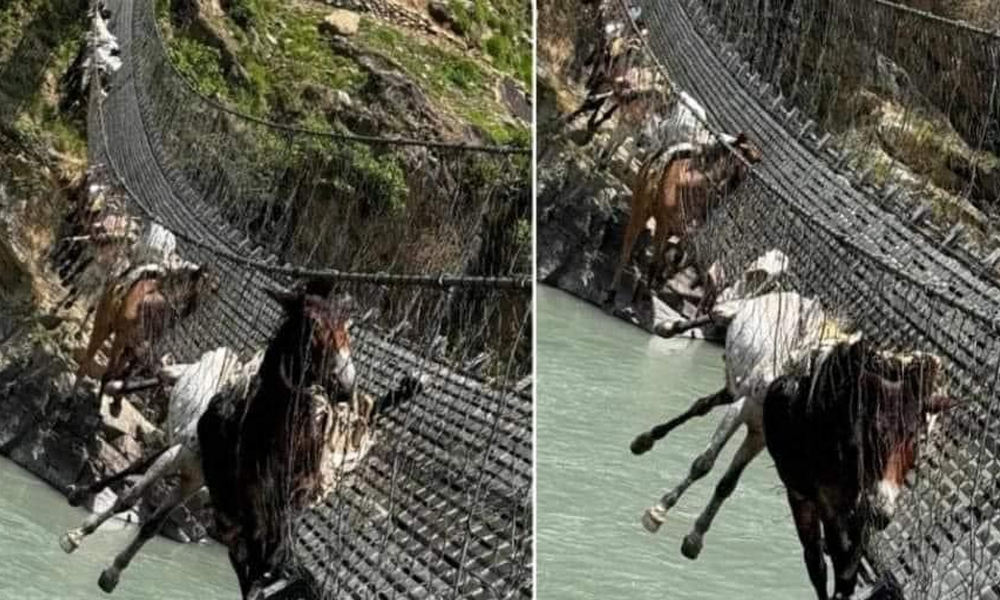 13 mules stuck in suspension bridge