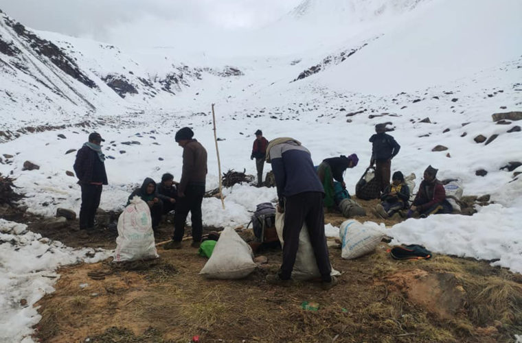 Four yarsa pickers dead in Mugu