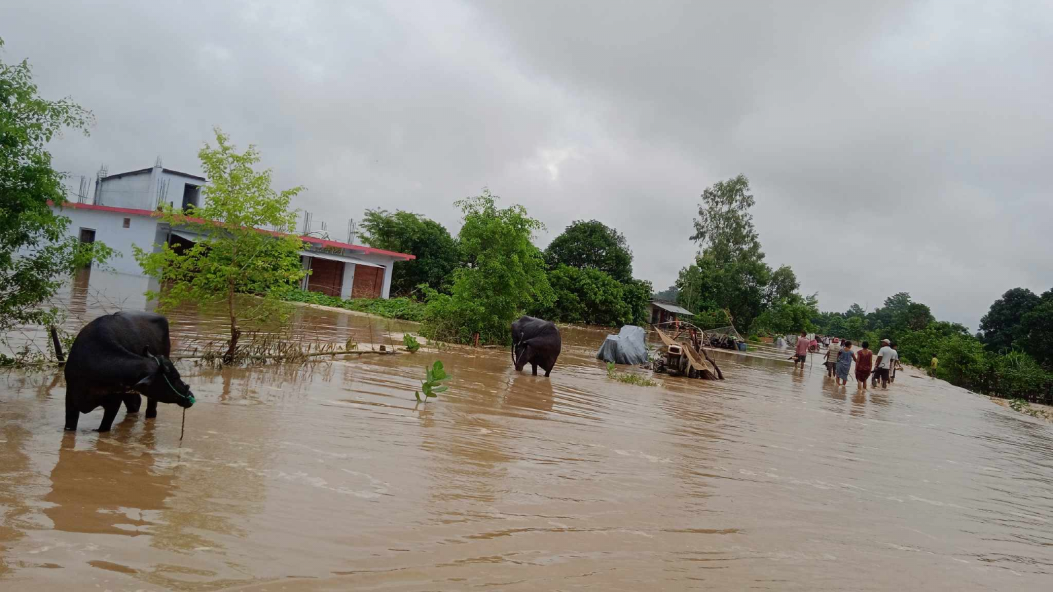 Torrential rainfall inundates over 500 houses in Kailali