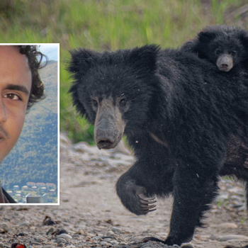 ‘Sloth Bear can boost nature-based tourism potential like kangaroo of Australia’