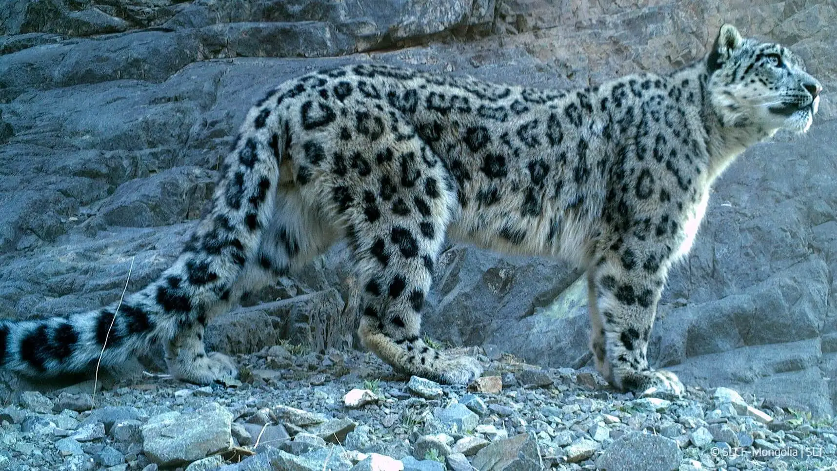 Climate change poses threat to habitat of snow leopard