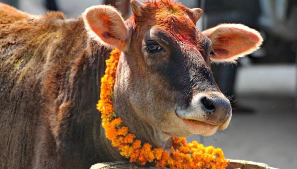 Gai Puja, Govardhan Puja and Mha Puja being observed today