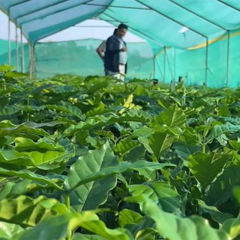 Coffee farming increasing to ward off monkey menace