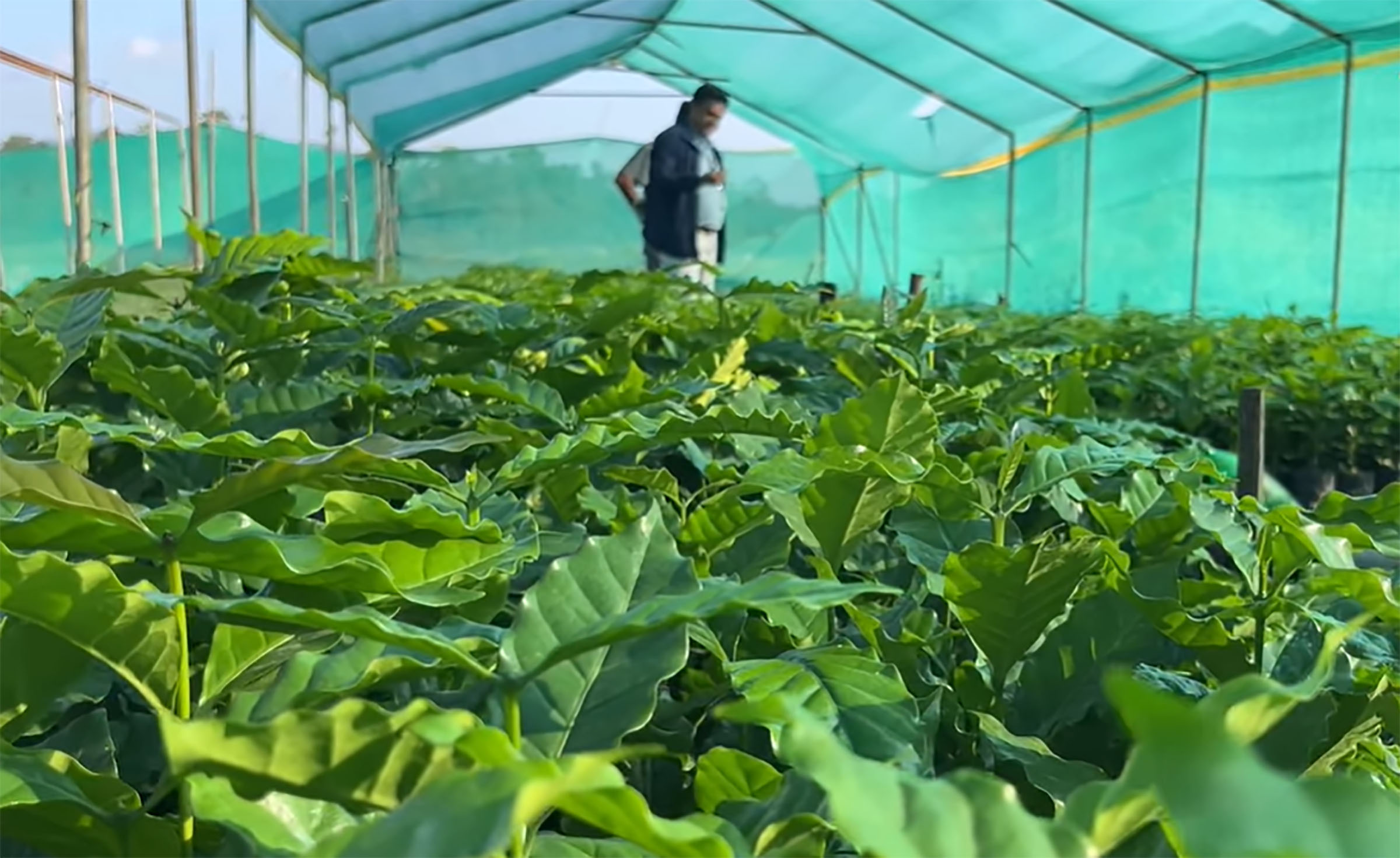 Coffee farming increasing to ward off monkey menace