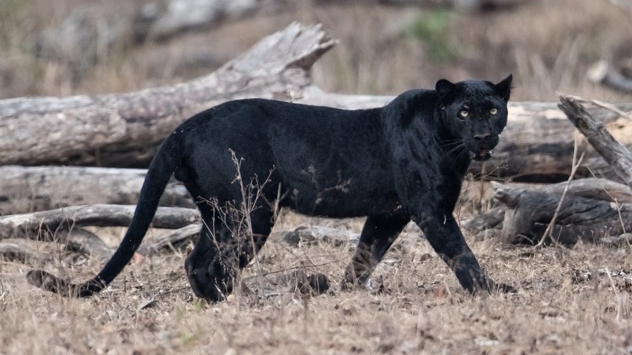 Black panther and squirrel spotted in Rara National Park