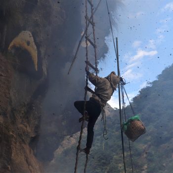 The world’s rarest honey finds its origins in Nepal