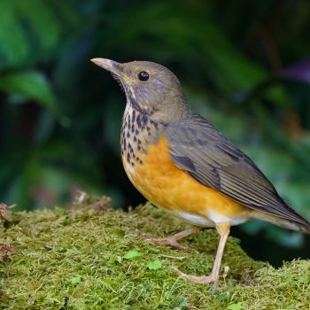 Black-breasted Thrush spotted second time in Nepal