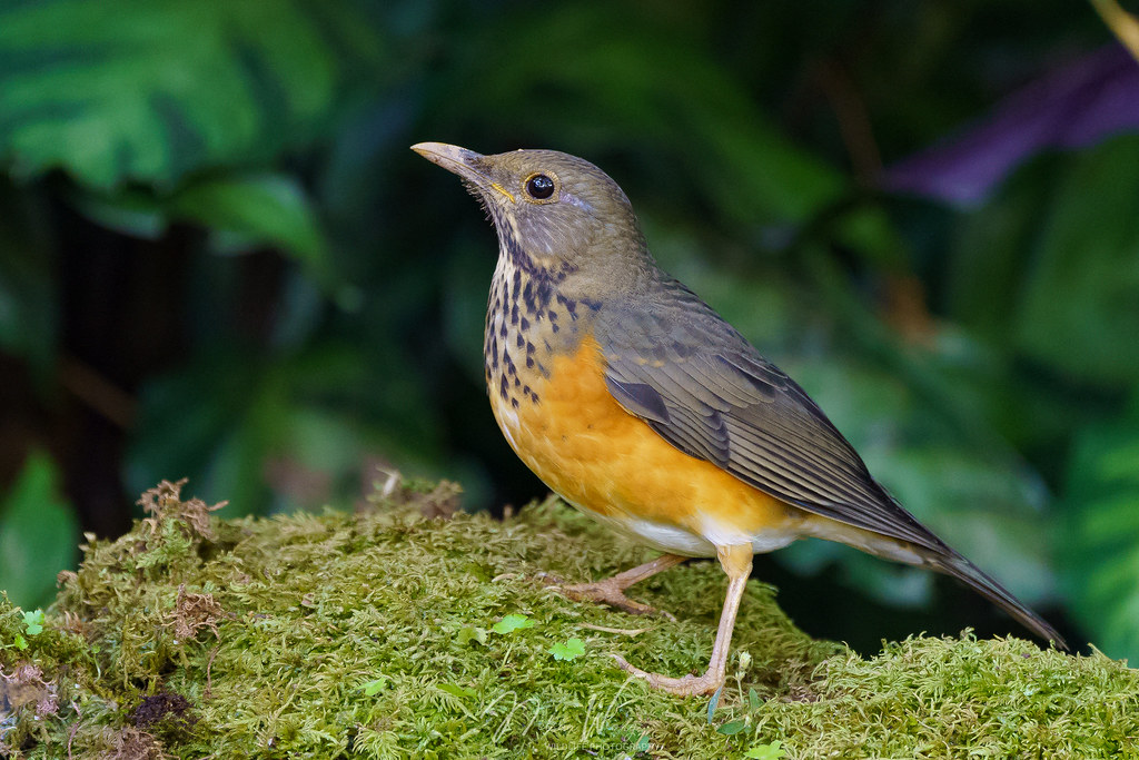 Black-breasted Thrush spotted second time in Nepal