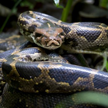 Wetland conservation boosting python population in Kanchanpur