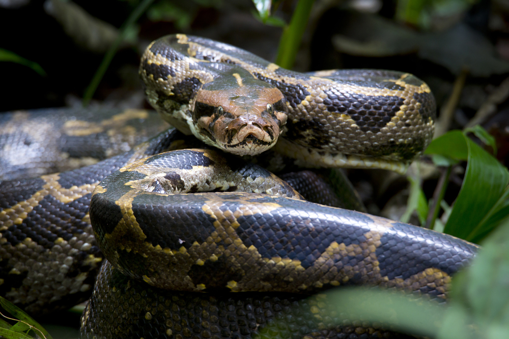 Wetland conservation boosting python population in Kanchanpur